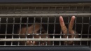 Presos políticos palestinianos em prisões israelitas