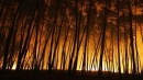 Os incêndios florestais e a situação da floresta portuguesa