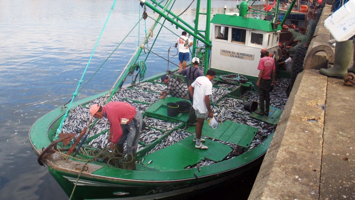 Sardinha: Pela sustentabilidade dos recursos e sustentabilidade dos pescadores
