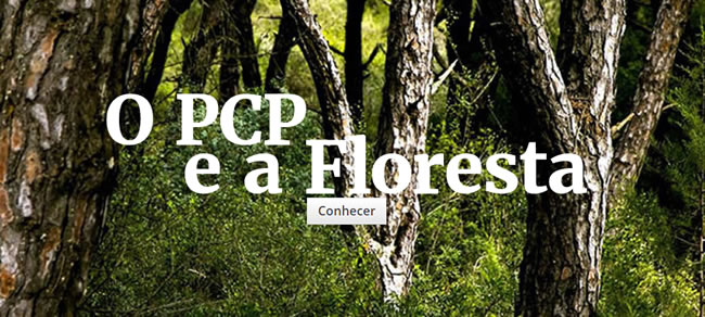 O PCP e a floresta