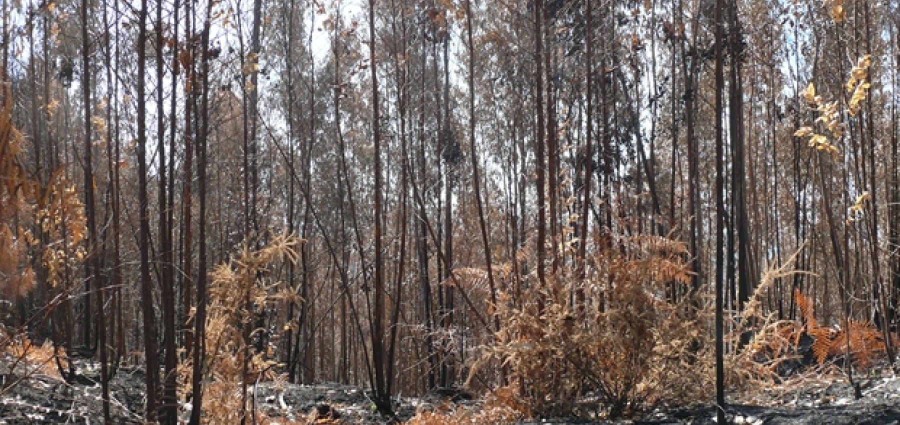 A política florestal e o combate aos incêndios