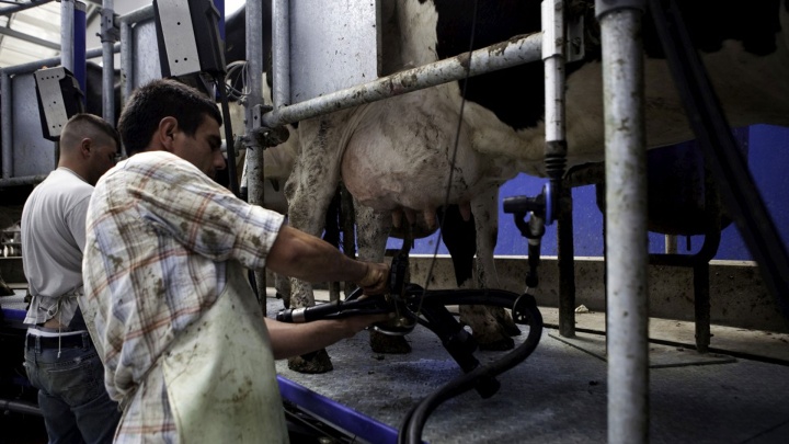 Fim das quotas leiteiras causa o desastre na produção nacional e arruína os produtores leiteiros