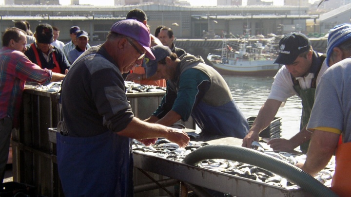 Nova suspensão da pesca da sardinha