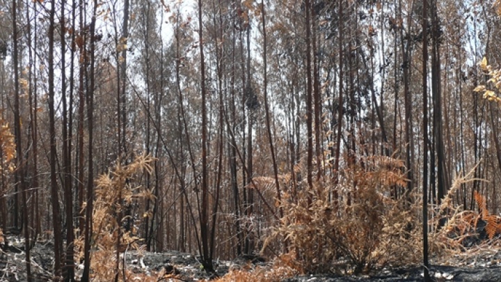Sobre a redução do Dispositivo de Combate a Incêndios Florestais
