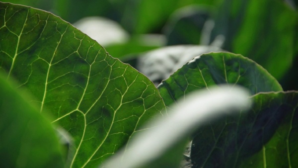 Visita a exploração agrícola e encontro com a Direcção da Louricoop Lourinhã