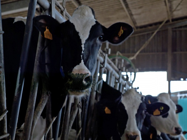 Visita a Exploração Leiteira